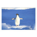 Search for funny penguin posters Animal