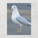Search for gull postcards Wildlife