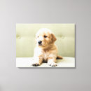 Search for animals canvas prints Pets