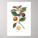 Search for violette posters Floral