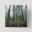 Search for redwoods buttons Usa