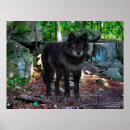 Recherche de wolf posters Nature