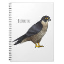 Recherche de faucons carnets Faucon pèlerin