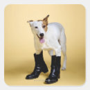 Recherche de humour chien autocollants Blanc