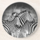 Recherche de zèbre noir et blanc dessous de verres Faune