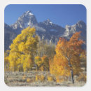 Search for aspen trees stickers Fall