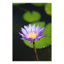 Recherche de cancun posters Maya