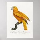 Search for parrot posters Cockatoo