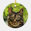 Search for brown tabby cat ornaments Cute