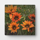 Recherche de fleurs colorées plaques Botanique