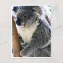 Search for cuddly postcards Nature
