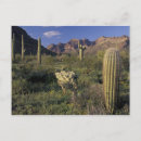 Search for pipe postcards Cacti