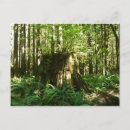 Search for british columbia cards Forest