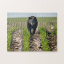 Recherche de haricot puzzles Nature
