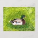 Recherche de canna posters Faune