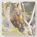 Search for pine tree photography Animals