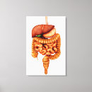 Recherche de oesophage posters Duodénum