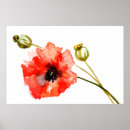 Recherche de pavots posters Floral
