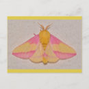 Search for lepidoptera postcards Insect
