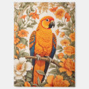 Search for conures magnets Bird