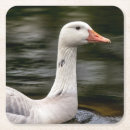 Recherche de oies dessous de verres Faune