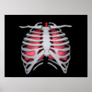 Search for respiratory system posters Rib cage