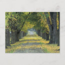Search for tree line postcards Foliage