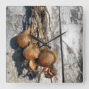 Search for onion clocks Vegetables