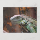 Recherche de iguane cartes postales Lézard