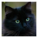 Recherche de chat noir posters Mignonette