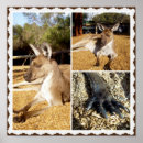Recherche de kangourou posters Roo