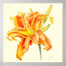 Search for hemerocallis posters Botanical