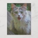 Search for surprised postcards Cat