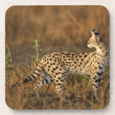 Recherche de masai mara dessous de verres Faune