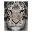 Recherche de tigres blancs posters Animal sauvage