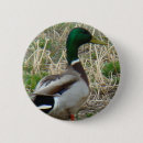 Search for mallards buttons Nature