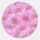 Search for gerbera stickers Pink