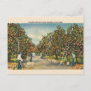 Recherche de orangeraie cartes postales Pour tous