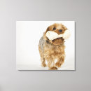 Search for yorkshire terrier canvas prints Full length