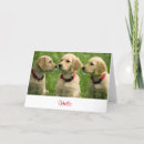 Recherche de golden retriever cards Bonjour