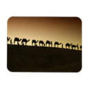 Recherche de de chameau magnets Désert