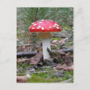 Recherche de toadstool cartes postales Champignon