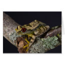 Search for leptopelis Animal
