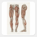 Search for anatomical stickers Medicine