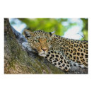 Recherche de léopard posters Faune