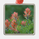 Search for indian ornaments Red