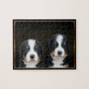 Recherche de chien de montagne bernese puzzles Chiot