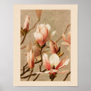 Search for vintage magnolia posters White magnolias