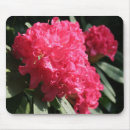 Recherche de rhododendron tapis souris Fleurs