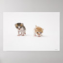 Recherche de félin posters Photographie de chat